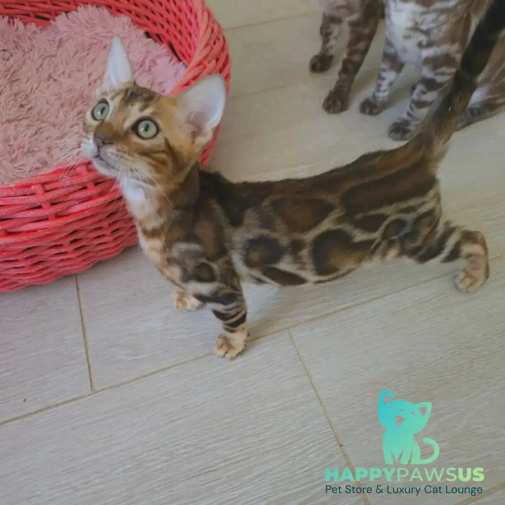 Тamerlan Bengal male black spotted tabby - live animals