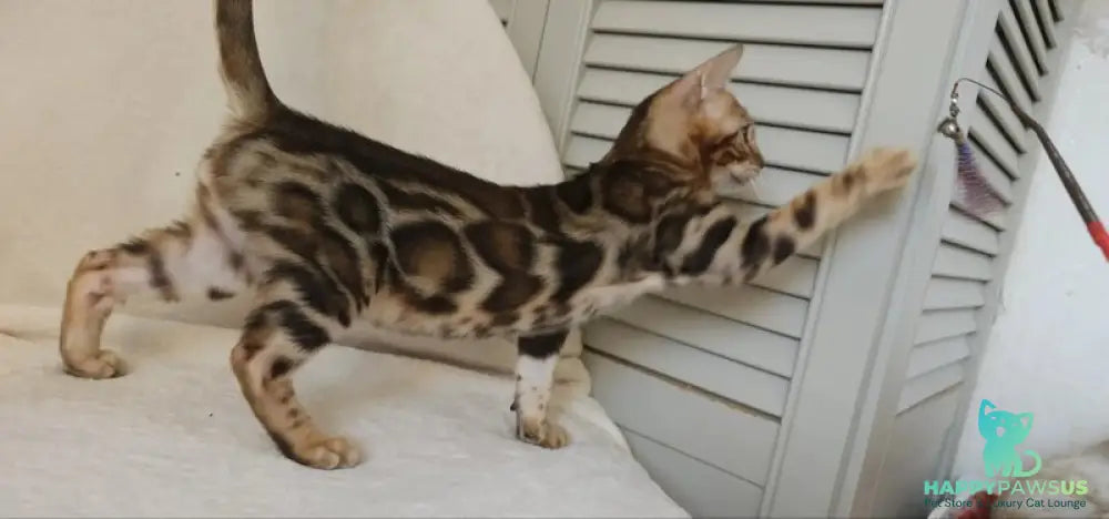 Тamerlan Bengal male black spotted tabby - live animals