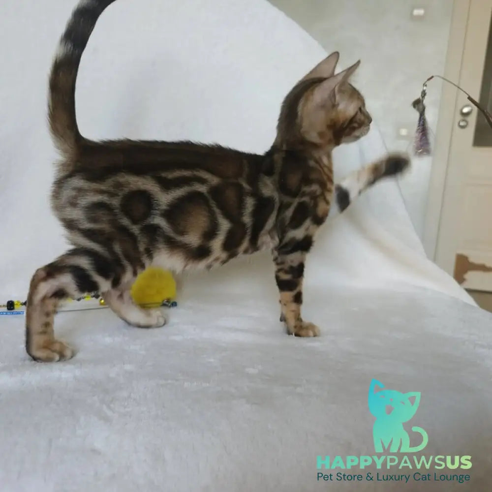 Тamerlan Bengal male black spotted tabby - live animals