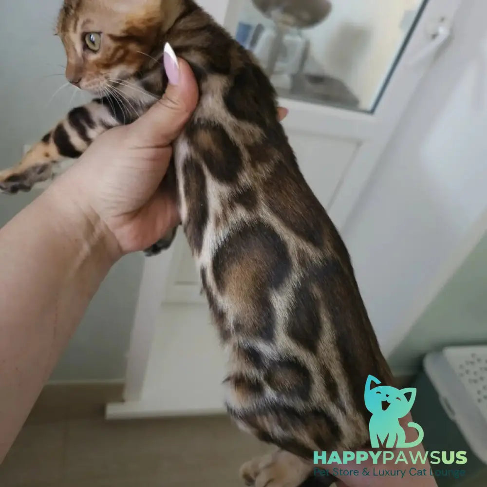 Тamerlan Bengal male black spotted tabby - live animals