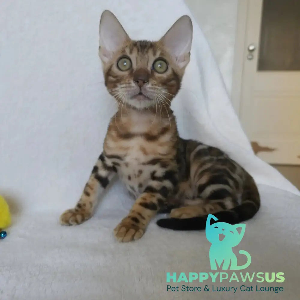 Тamerlan Bengal male black spotted tabby - live animals