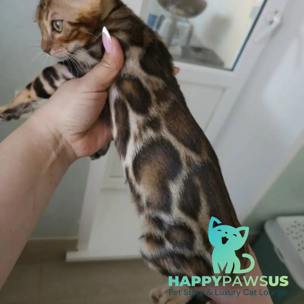 Тamerlan Bengal male black spotted tabby - live animals