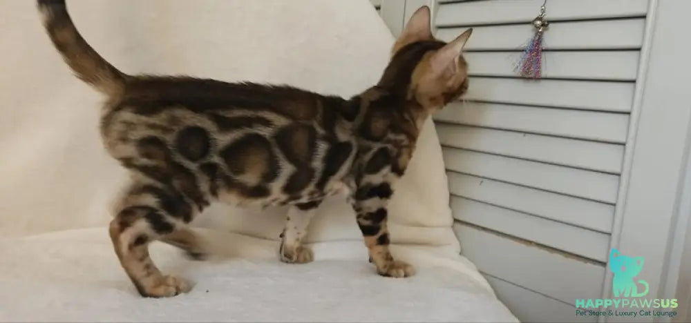 Тamerlan Bengal male black spotted tabby - live animals