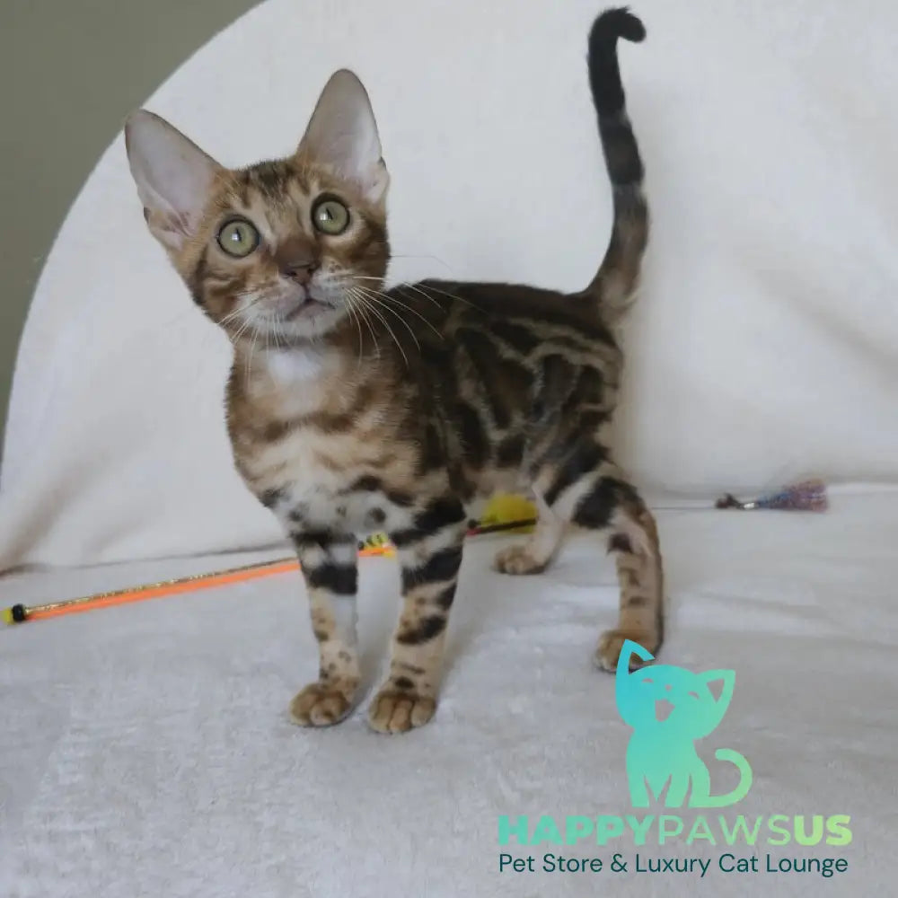 Тamerlan Bengal male black spotted tabby - live animals