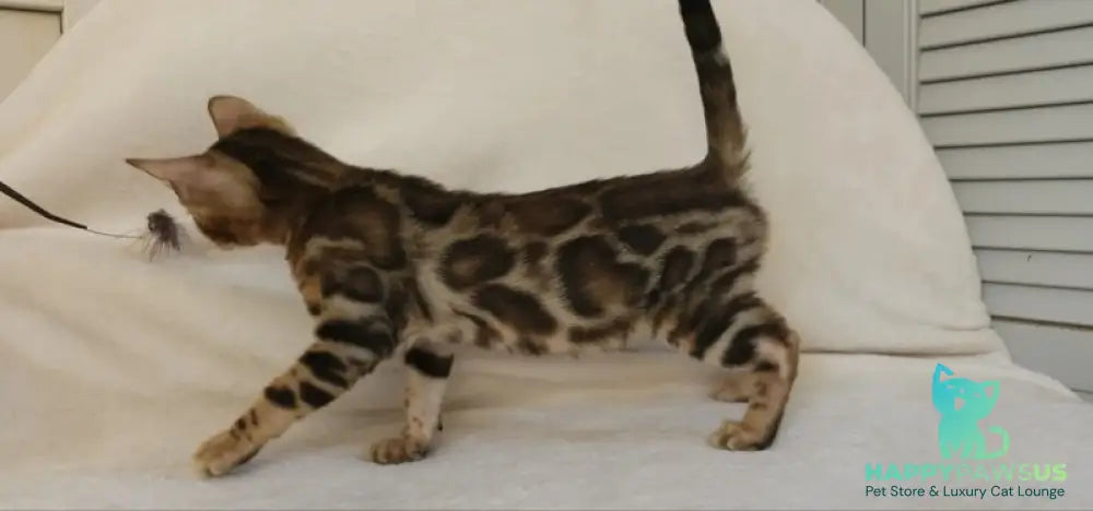 Тamerlan Bengal male black spotted tabby - live animals