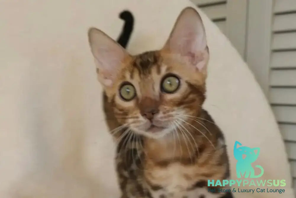 Тamerlan Bengal male black spotted tabby - live animals