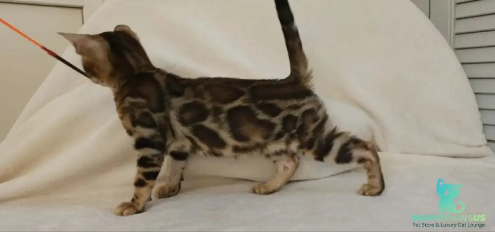Тamerlan Bengal male black spotted tabby - live animals