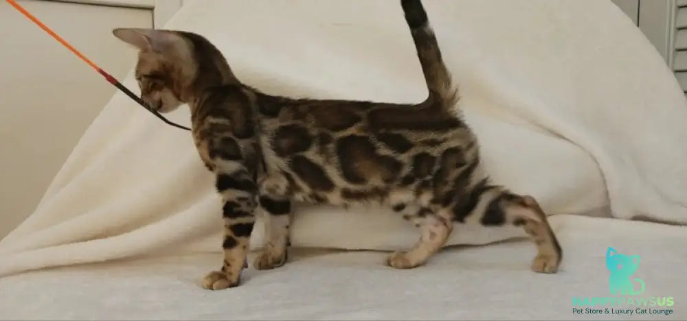 Тamerlan Bengal male black spotted tabby - live animals
