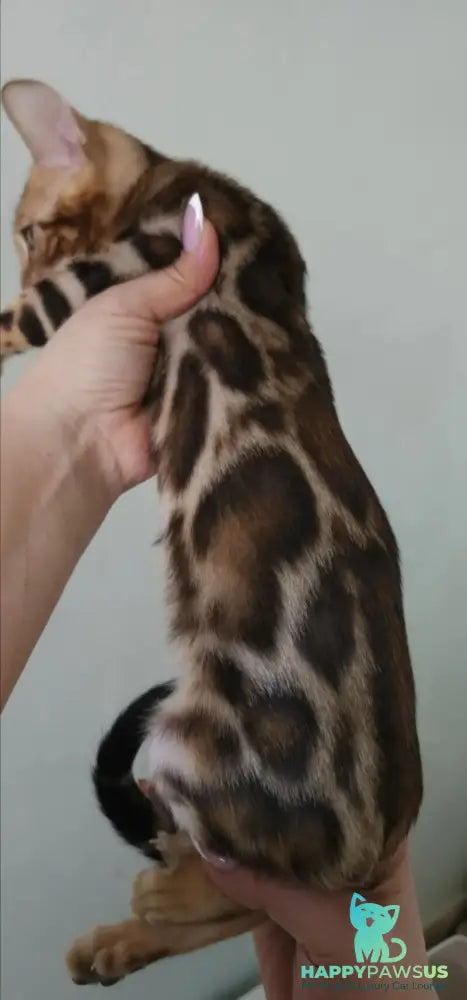Тamerlan Bengal male black spotted tabby - live animals
