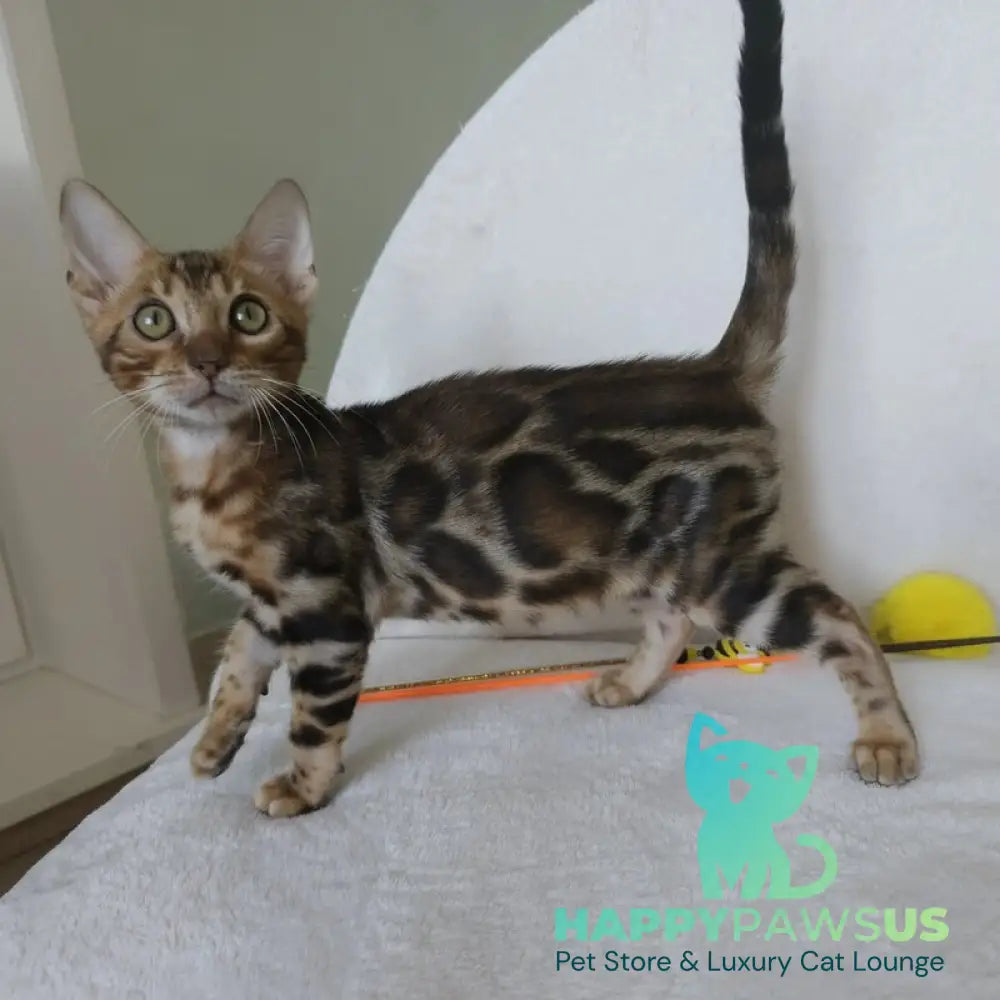 Тamerlan Bengal male black spotted tabby - live animals