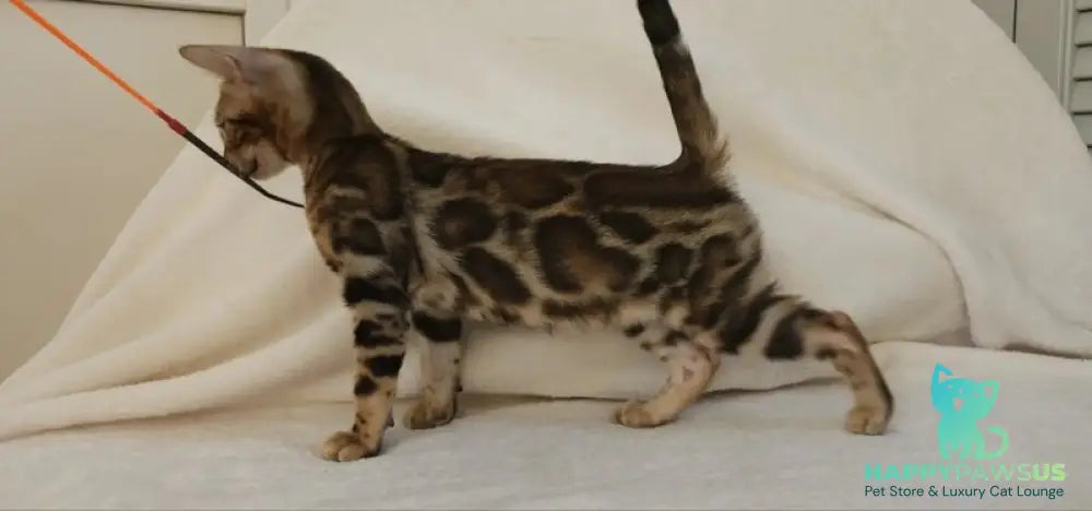 Тamerlan Bengal male black spotted tabby - live animals