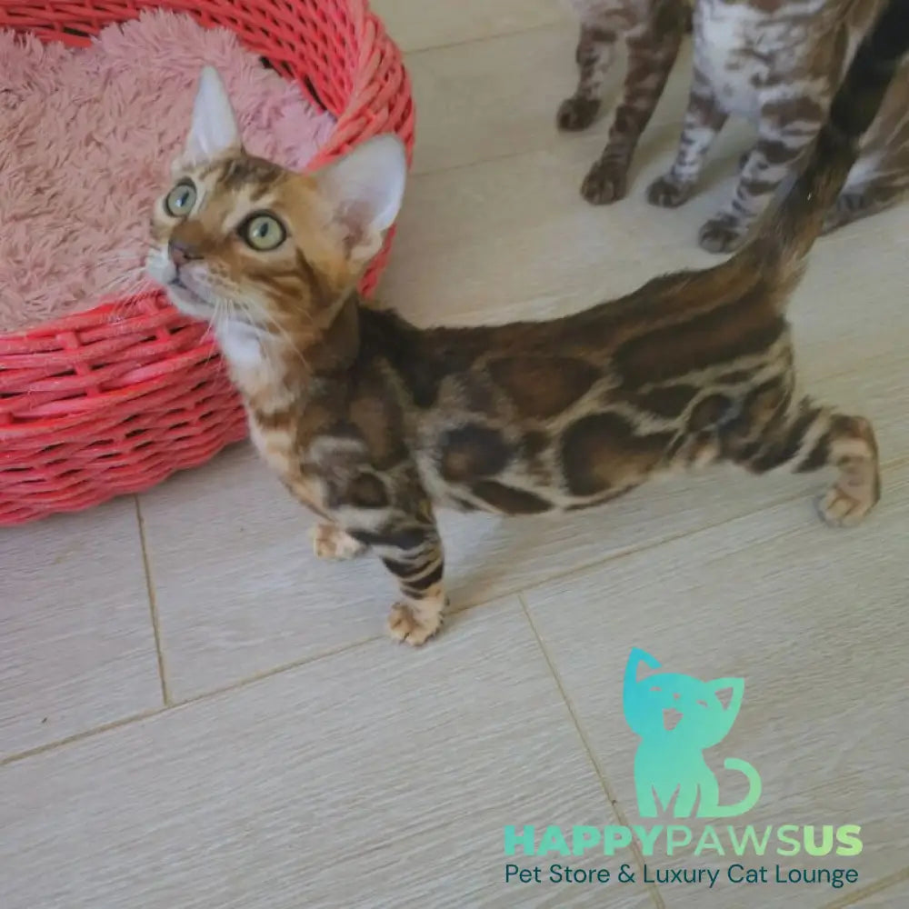 Тamerlan Bengal male black spotted tabby - live animals