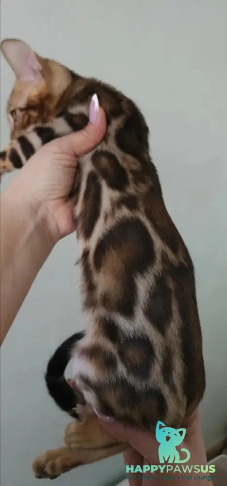 Тamerlan Bengal male black spotted tabby - live animals