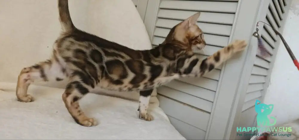 Тamerlan Bengal male black spotted tabby - live animals