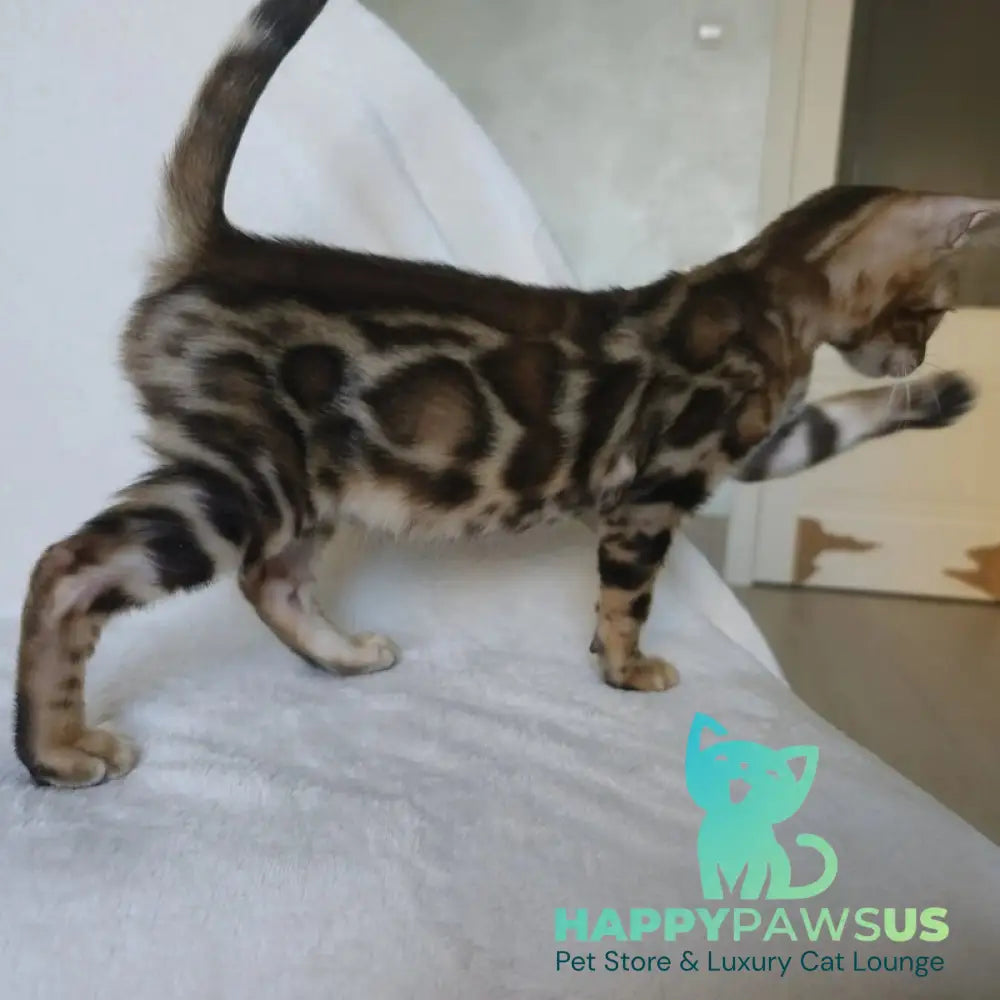 Тamerlan Bengal male black spotted tabby - live animals