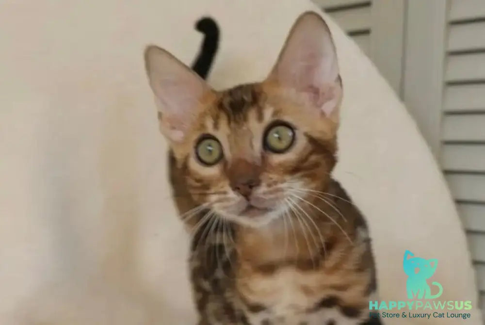 Тamerlan Bengal male black spotted tabby - live animals