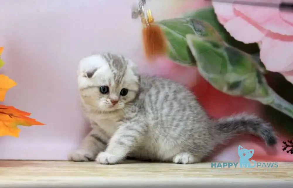 Tamerland Scottish Fold male blue golden spotted tabby live animals