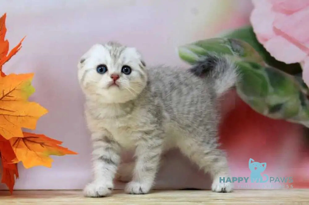 Tamerland Scottish Fold male blue golden spotted tabby live animals