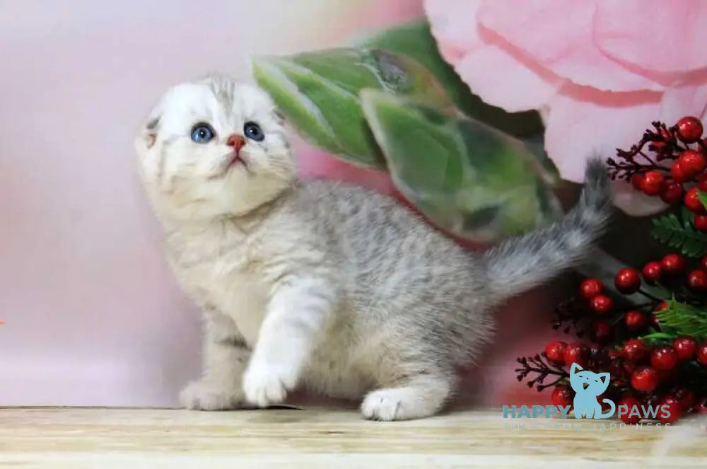 Tamerland Scottish Fold male blue golden spotted tabby live animals