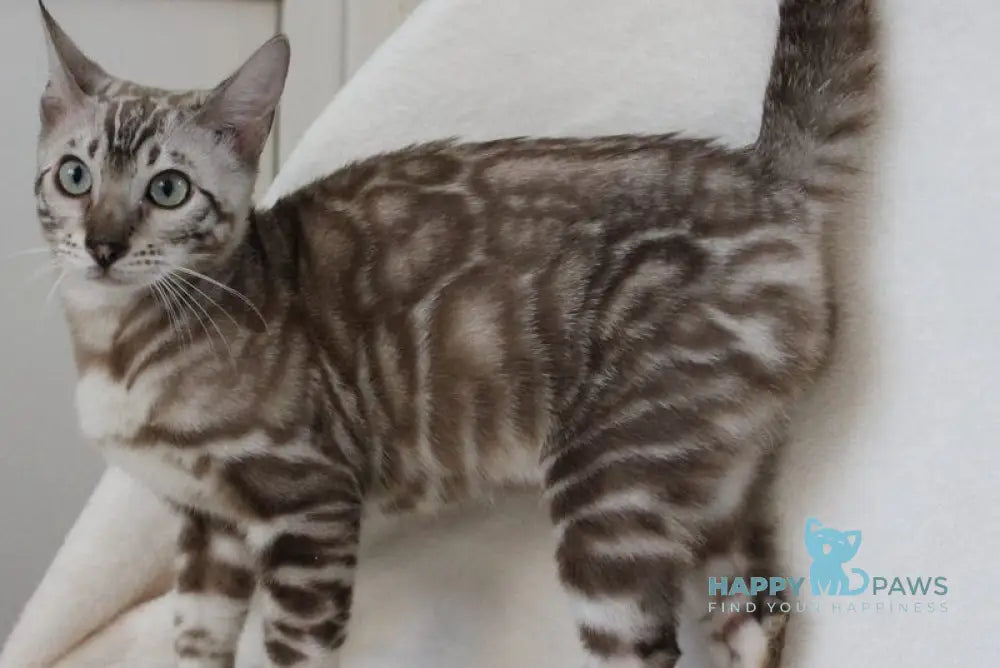 Tamila Bengal female black spotted tabby pointed live animals