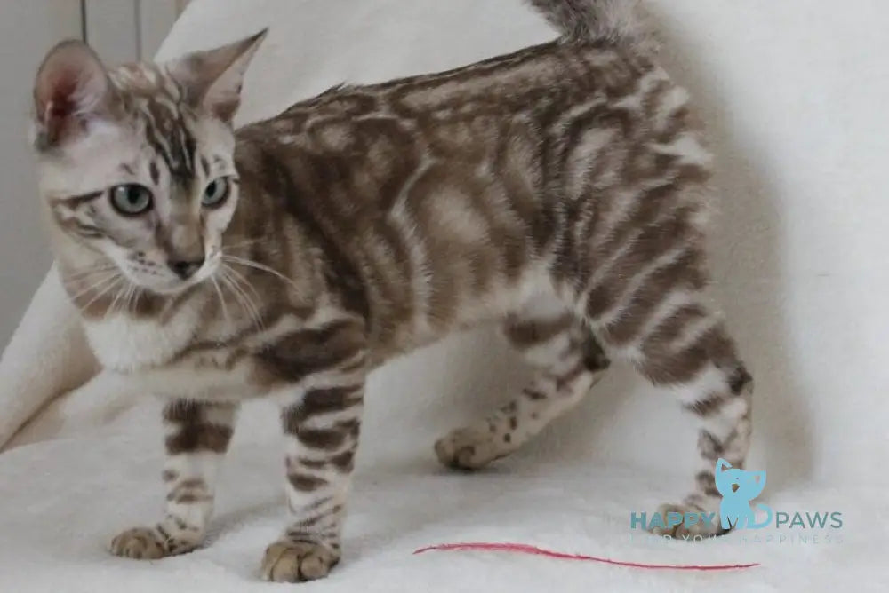 Tamila Bengal female black spotted tabby pointed live animals