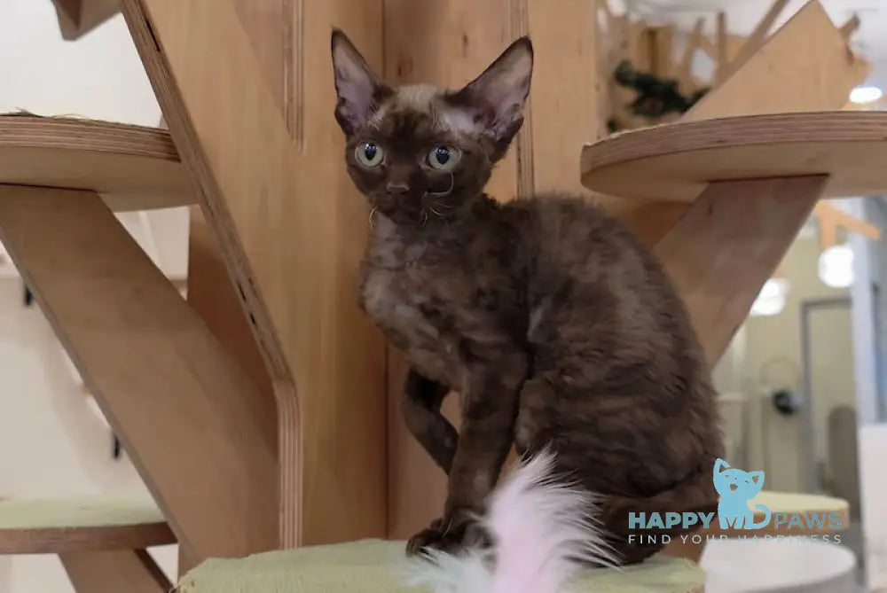 Tamila Devon Rex female chocolate live animals