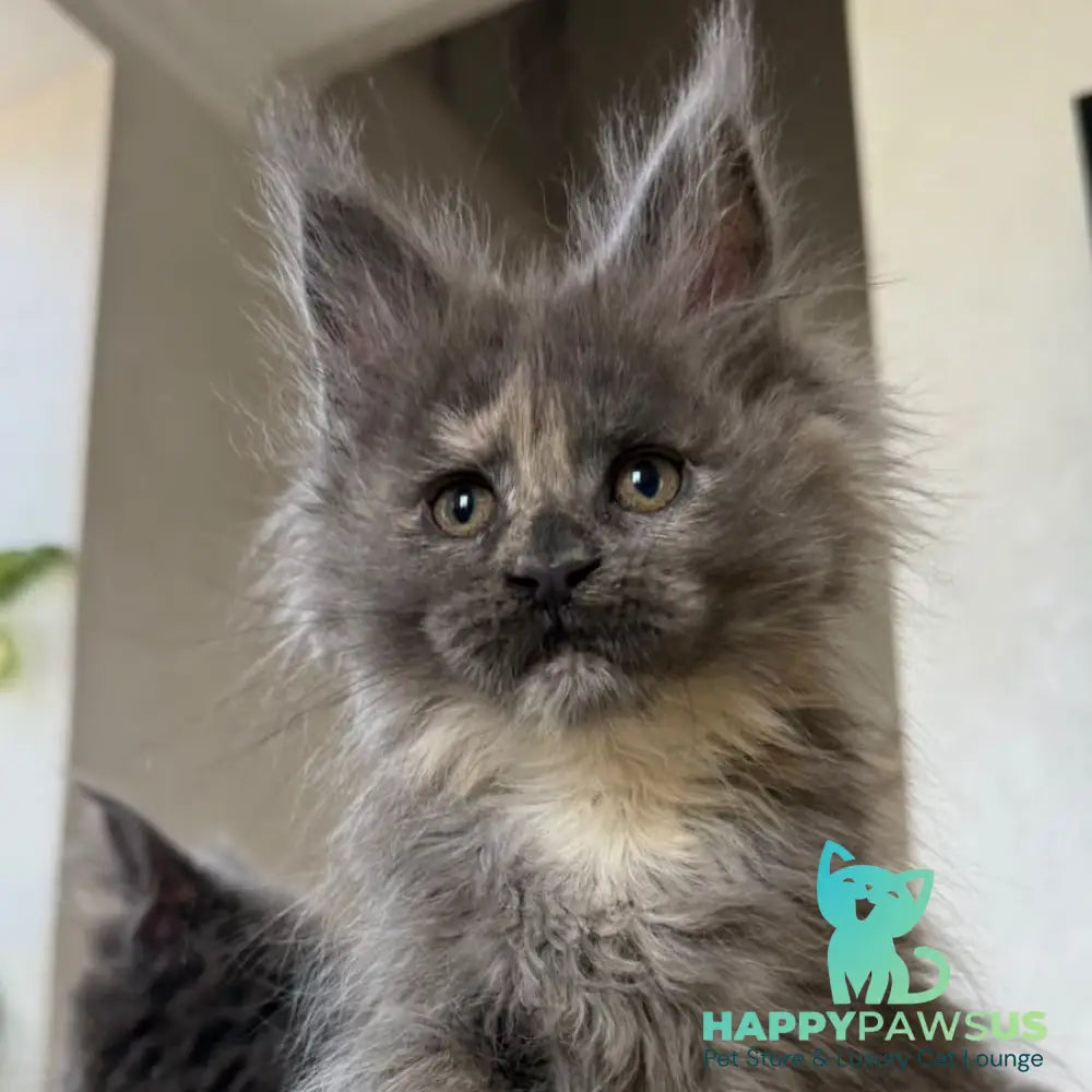 Tamila Maine Coon female blue tortie silver - live animals