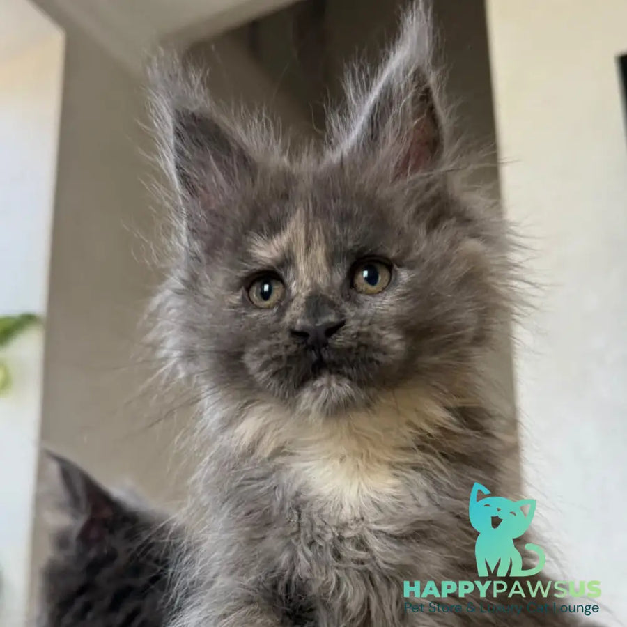 Tamila Maine Coon female blue tortie silver - live animals