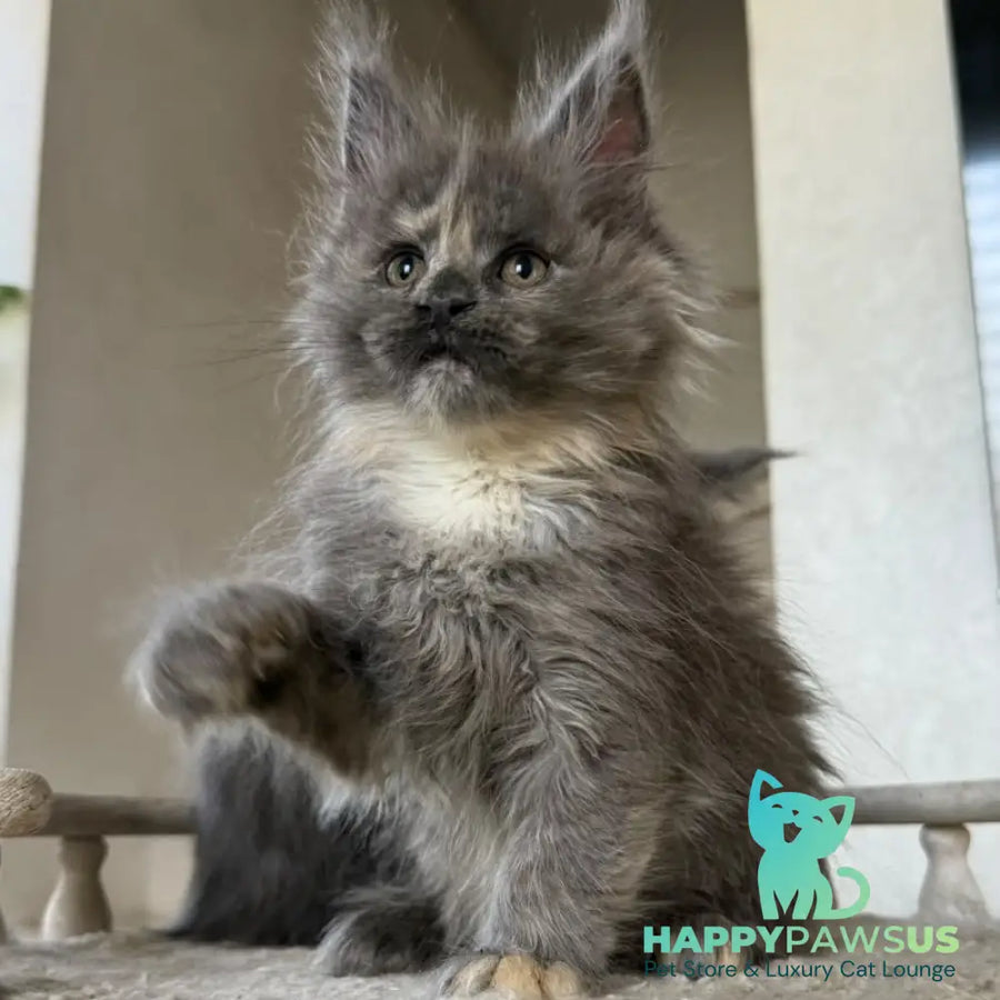 Tamila Maine Coon female blue tortie silver - live animals