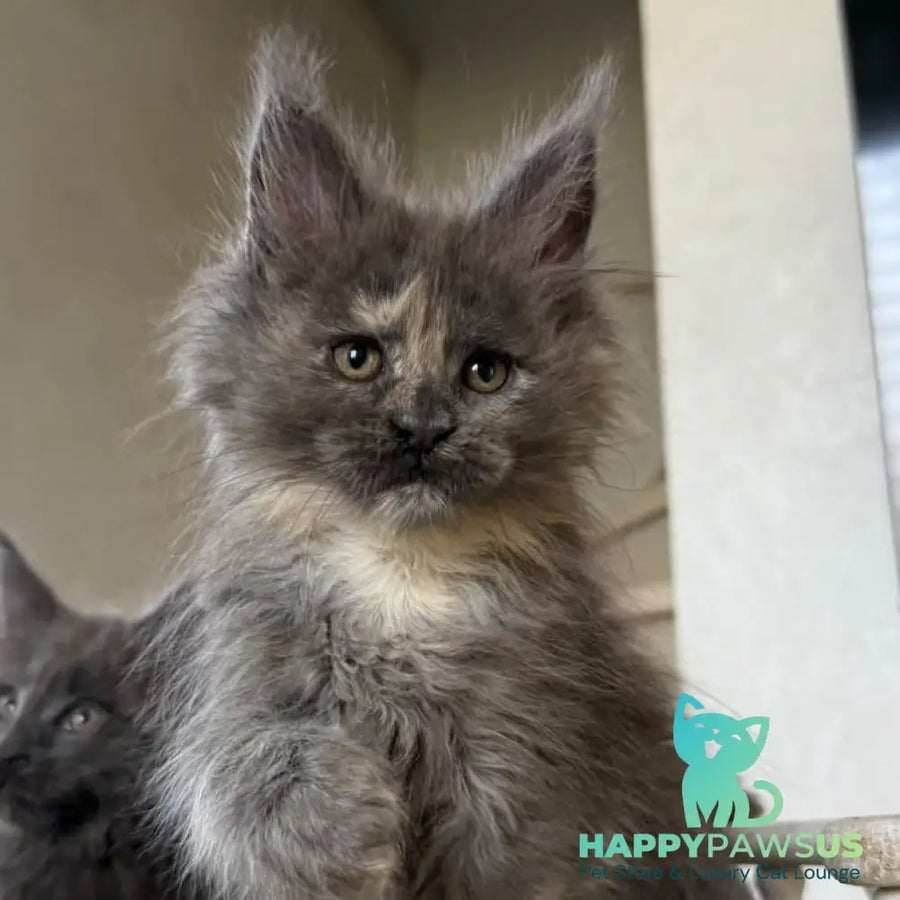 Tamila Maine Coon female blue tortie silver - live animals
