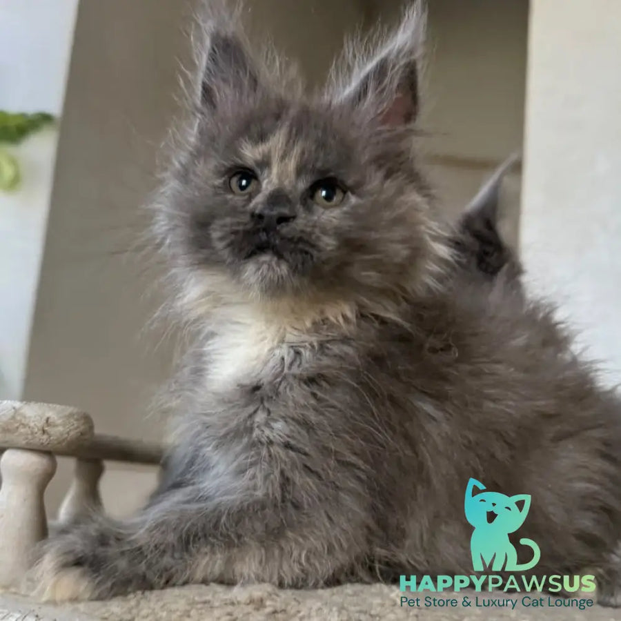 Tamila Maine Coon female blue tortie silver - live animals