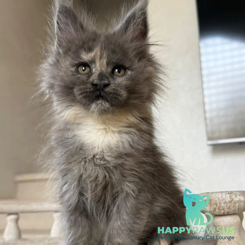 Tamila Maine Coon female blue tortie silver - live animals