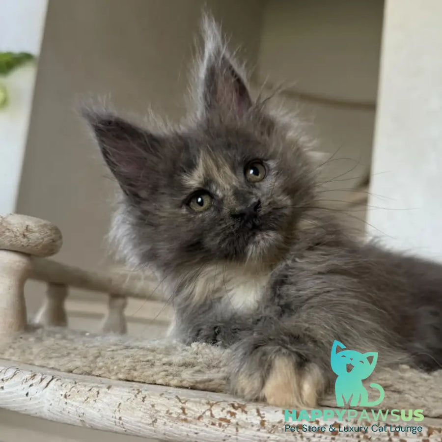 Tamila Maine Coon female blue tortie silver - live animals