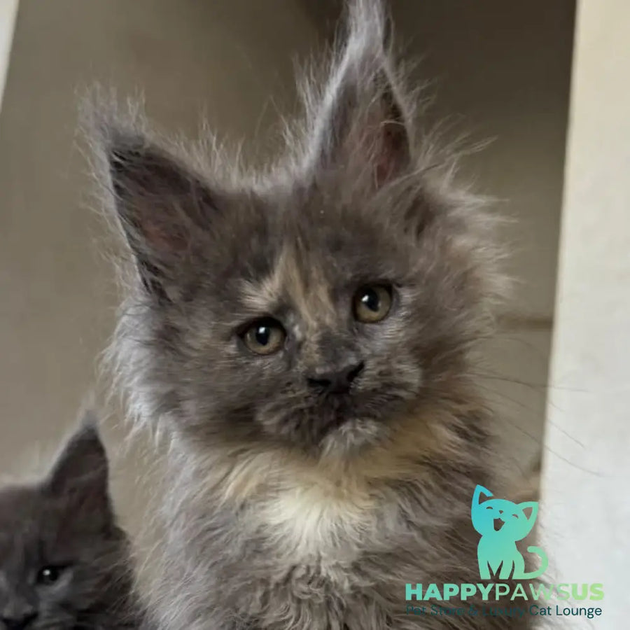 Tamila Maine Coon female blue tortie silver - live animals