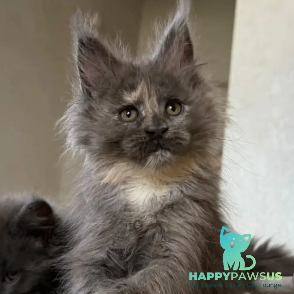 Tamila Maine Coon female blue tortie silver - live animals
