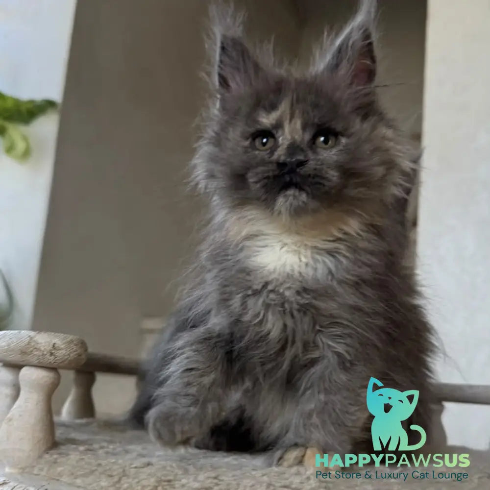 Tamila Maine Coon female blue tortie silver - live animals