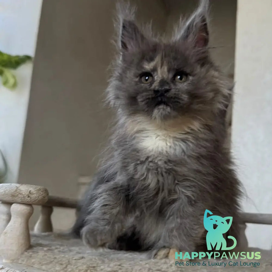 Tamila Maine Coon female blue tortie silver - live animals