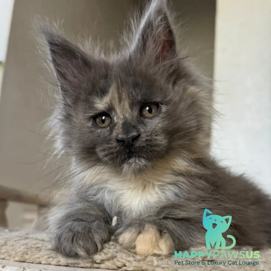 Tamila Maine Coon female blue tortie silver - live animals