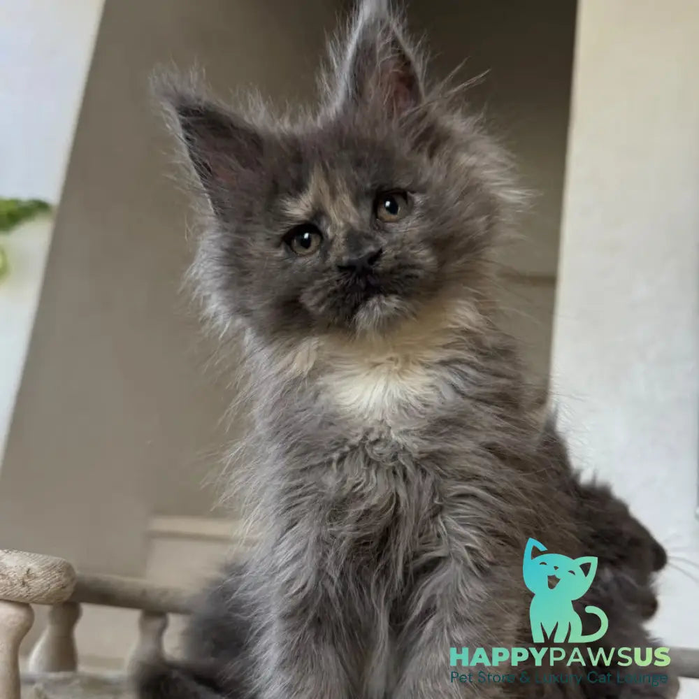 Tamila Maine Coon female blue tortie silver - live animals