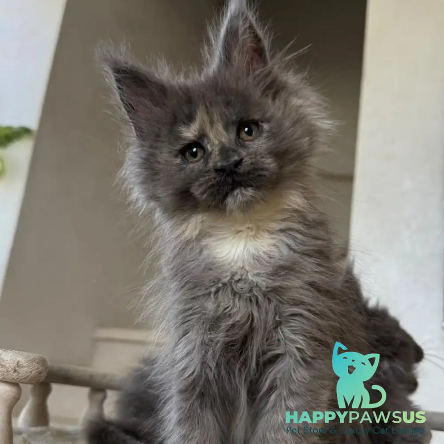 Tamila Maine Coon female blue tortie silver - live animals
