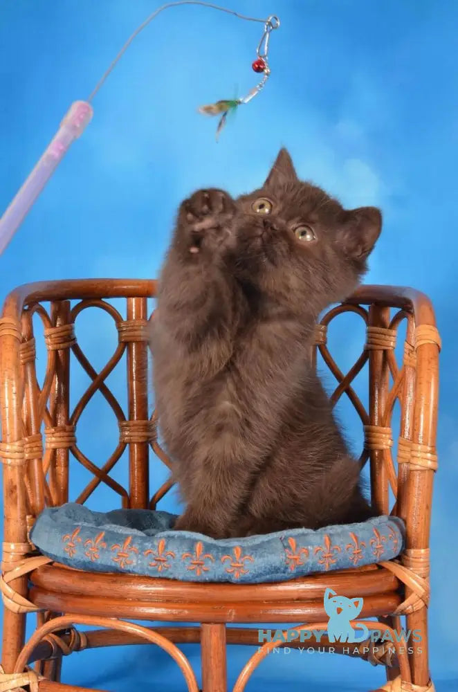 Tamila Scottish Straight female chocolate live animals