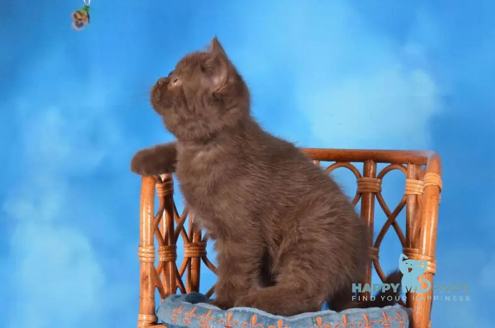 Tamila Scottish Straight female chocolate live animals