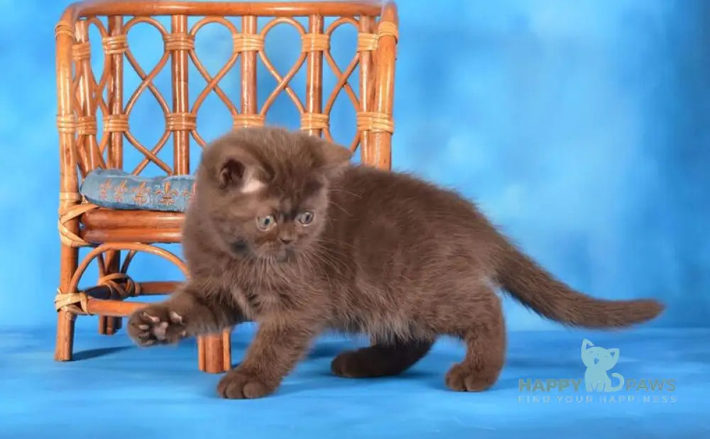 Tamila Scottish Straight female chocolate live animals