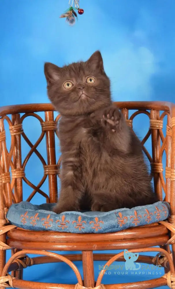 Tamila Scottish Straight female chocolate live animals