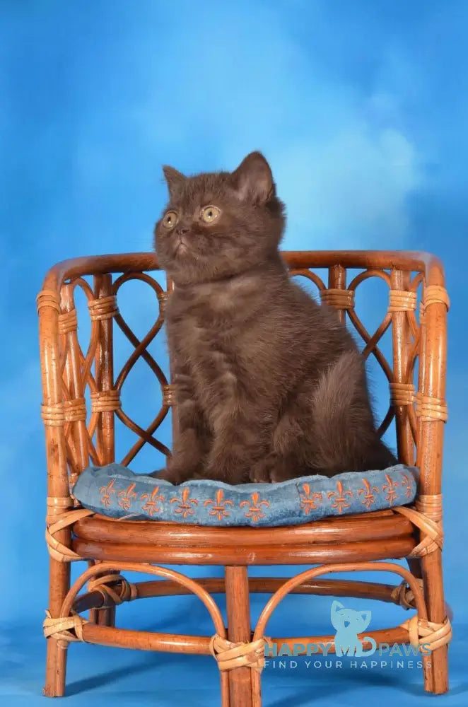 Tamila Scottish Straight female chocolate live animals