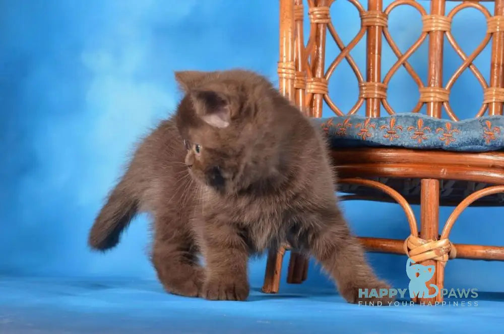 Tamila Scottish Straight female chocolate live animals