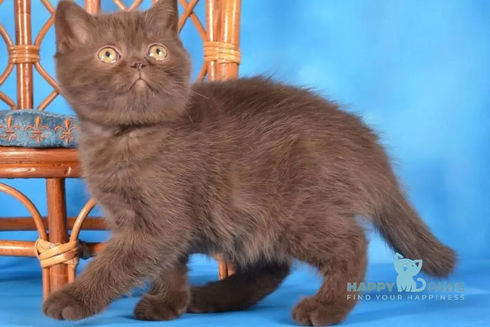 Tamila Scottish Straight female chocolate live animals