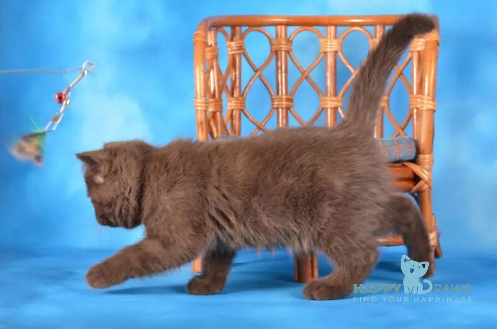 Tamila Scottish Straight female chocolate live animals