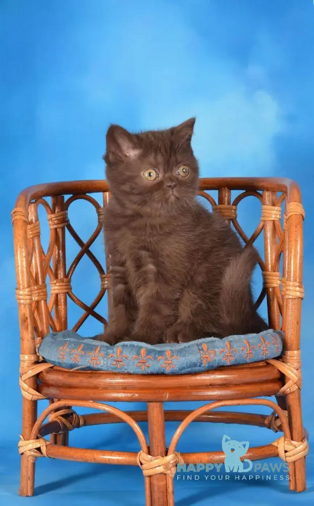 Tamila Scottish Straight female chocolate live animals