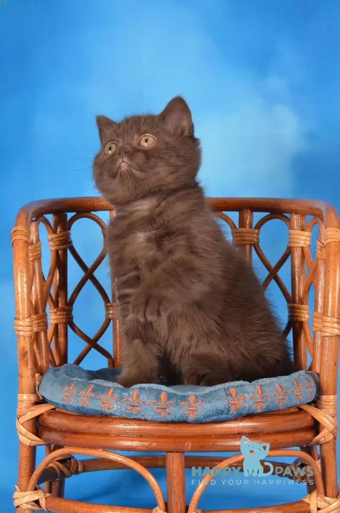 Tamila Scottish Straight female chocolate live animals